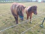 Bonte hengsteveulen  AMHA / NMPRS, Dieren en Toebehoren, Pony's, Hengst, A pony (tot 1.17m), Met stamboom, 0 tot 2 jaar