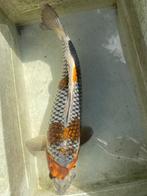 Kogane Ochiba, Soragoi, Kujaku, Chagoi, Dieren en Toebehoren, Vissen | Vijvervissen, Karper of Koi