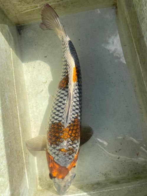 Kogane Ochiba, Soragoi, Kujaku, Chagoi, Dieren en Toebehoren, Vissen | Vijvervissen, Karper of Koi