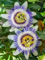 Zaden Passiflora caer. oogst 2024, Ophalen of Verzenden