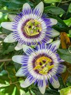 Zaden Passiflora caer. oogst 2024, Tuin en Terras, Ophalen of Verzenden