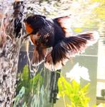 HQ Oranda, Dieren en Toebehoren
