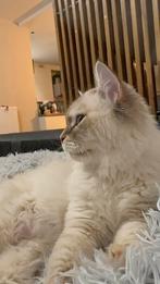 Mascarade de Neva, Animaux & Accessoires, Chatte ou Chat, Vermifugé, 0 à 2 ans