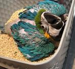 Tamme blauwgele ara, Dieren en Toebehoren, Vrouwelijk, Papegaai, Pratend