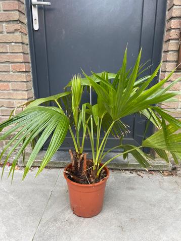 Livinstonia waaierpalm beschikbaar voor biedingen