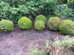 buxus diameter 50 tot 60cm net uit tuin verwijderd, Buxus, Ophalen