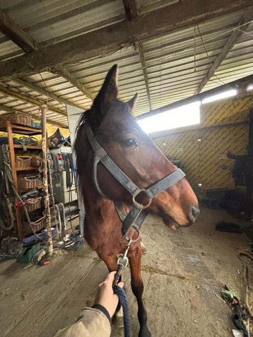 Leuke 2 jarige springgefokte ruin, Dieren en Toebehoren, Paarden, Ruin, Onbeleerd, Minder dan 160 cm, 0 tot 2 jaar, Springpaard