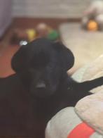 Mooie labrador pups, Dieren en Toebehoren, België, CDV (hondenziekte), 8 tot 15 weken, Labrador retriever