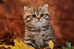 brits korthaar kitten, Chat, Vermifugé, 0 à 2 ans