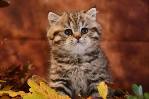 brits korthaar kitten, Dieren en Toebehoren, Katten en Kittens | Raskatten | Korthaar, Kater, 0 tot 2 jaar, Met stamboom, Gechipt