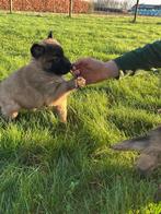 Prachtige tervuerense herder pups, Dieren en Toebehoren, Honden | Herdershonden en Veedrijvers, België, CDV (hondenziekte), 8 tot 15 weken