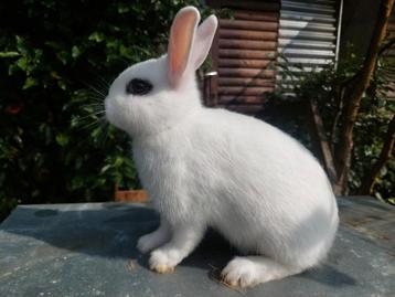 Kleurdwerg en cavia's beschikbaar voor biedingen