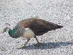 GEZOCHT: Pauw haan of hen