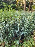 Grote kortingen op portugese laurierhaag potgekweekt, Tuin en Terras, Planten | Struiken en Hagen, Ophalen of Verzenden, Buxus