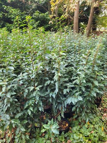 Grote kortingen op portugese laurierhaag potgekweekt  beschikbaar voor biedingen