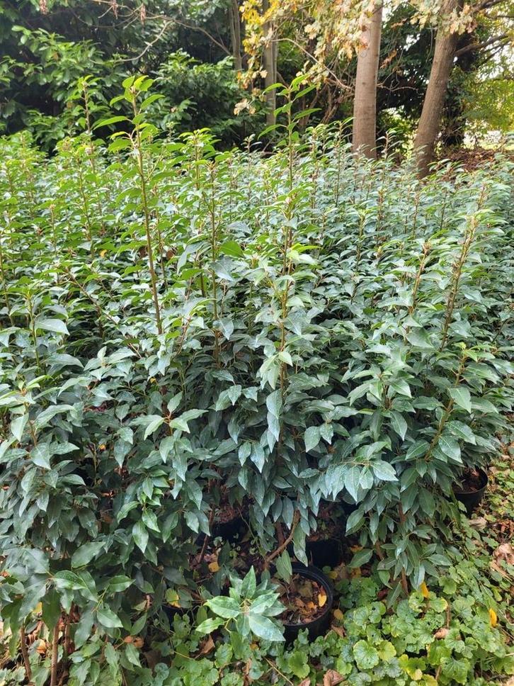 Grote kortingen op portugese laurierhaag potgekweekt, Tuin en Terras, Planten | Struiken en Hagen, Buxus, Ophalen of Verzenden
