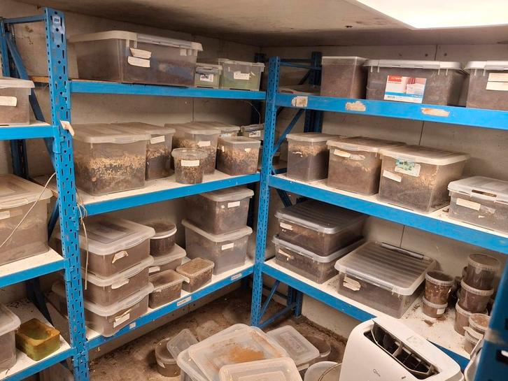 Professionele kweekmaterialen voor tropische kevers, Dieren en Toebehoren, Insecten en Spinnen