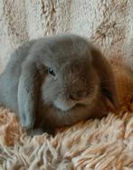 Minilop voedster (fawn kleur ), Dieren en Toebehoren, Konijnen, Vrouwelijk, Dwerg, Hangoor, 0 tot 2 jaar