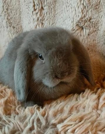 Minilop voedster (fawn kleur ) in optie beschikbaar voor biedingen