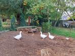 gans te koop, Dieren en Toebehoren