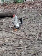 Kriel Wyandotte., Dieren en Toebehoren