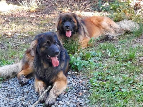 Dogsharing, plusbaasje, Leonbergers, Services & Professionnels, Animaux | Chiens | Soins, Dog-sitting & Dressage, Garde privée