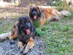 Dogsharing, plusbaasje, Leonbergers, Services & Professionnels, Garde privée