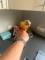 Jonge handtamme pyrrhura’s, Dieren en Toebehoren, Vogels | Parkieten en Papegaaien, Meerdere dieren, Parkiet, Geringd