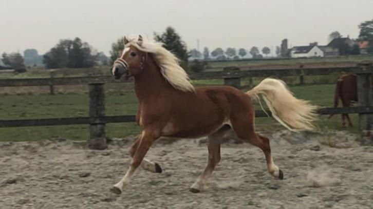 sportieve haflinger ruin, Dieren en Toebehoren, Paarden, Ruin, Niet van toepassing, Minder dan 160 cm, 3 tot 6 jaar, Recreatiepaard