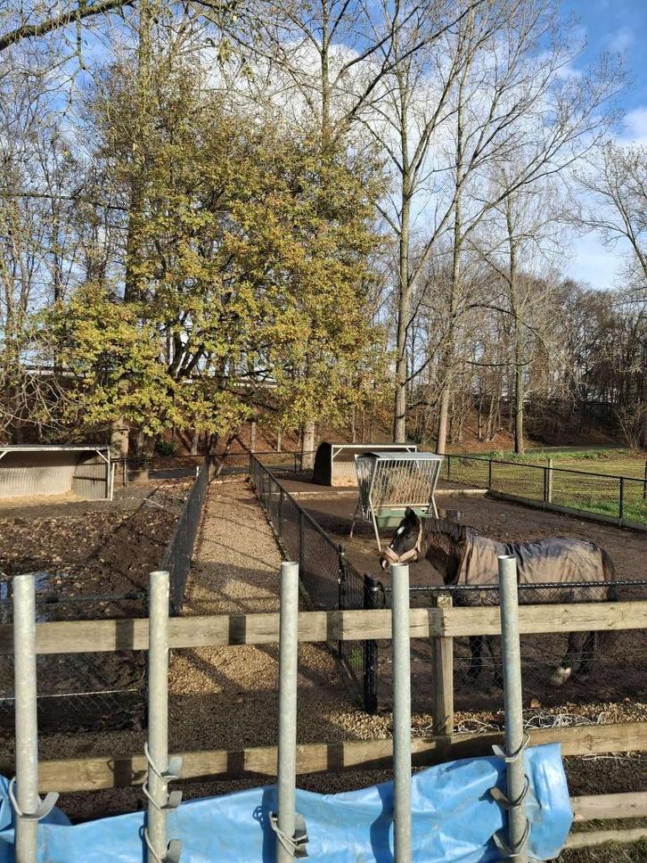 Pensionplaatsje vrij voor 2 pony's (max. B pony's), Dieren en Toebehoren, Pony's, B