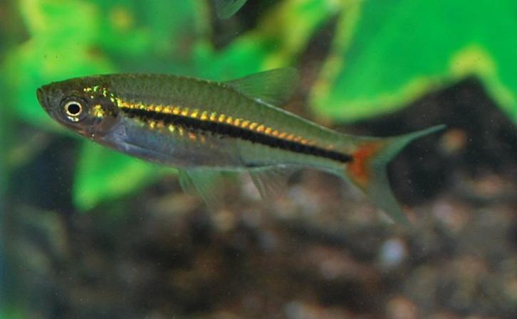 Hobbyaquarium Rasbora Borapetensis / Roodstaart Rasbora, Dieren en Toebehoren, Vissen | Aquariumvissen, Zoetwatervis, Vis, Schoolvis