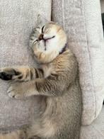 Kittens brits korthaar, Dieren en Toebehoren, Katten en Kittens | Raskatten | Korthaar, Meerdere dieren, Gechipt, 0 tot 2 jaar