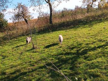 2 geiten beschikbaar voor biedingen