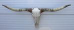 Grote schedel TEXAS STYLE LONGHORN 170 cm - ref. G, Verzamelen, Dierenverzamelingen, Ophalen, Nieuw, Boerderijdier, Schedel
