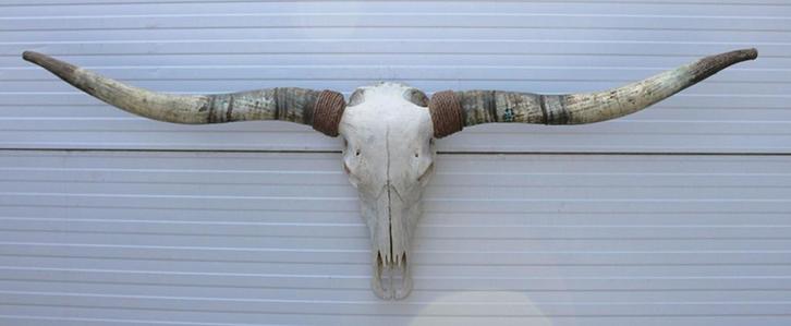 Grote schedel TEXAS STYLE LONGHORN 170 cm - ref. G, Verzamelen, Dierenverzamelingen, Nieuw, Schedel, Boerderijdier, Ophalen