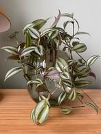 Stekjes vaderplant geworteld (tradescantia zebrina), Enlèvement ou Envoi