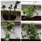 Een set van 6 planten (Kalanchoe en Misery), Ophalen