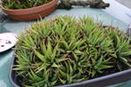 vetplanten en cactussen te ruil of koop, Tuin en Terras, Planten | Tuinplanten, Volle zon, Vaste plant, Zomer, Ophalen