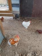 Cochin krielen, Dieren en Toebehoren, Pluimvee, Meerdere dieren, Kip