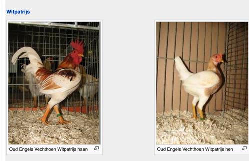 Oud engelse vechtkriel, Dieren en Toebehoren, Pluimvee, Kip, Vrouwelijk