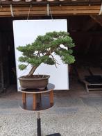 Bonsai Juniperus sabina, Tuin en Terras, Ophalen, In pot