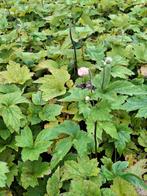 Anemone hybrida Honorine Jobert, Ophalen