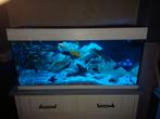 Juwel Rio 180 met cichliden,zie omschrijving, Dieren en Toebehoren, Ophalen, Zo goed als nieuw