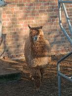 Alpaga 1 jument 2 étalons, Décembre, Plusieurs animaux