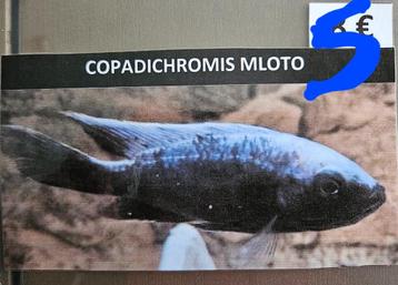 Copadichromis Mloto malawi cichliden  beschikbaar voor biedingen