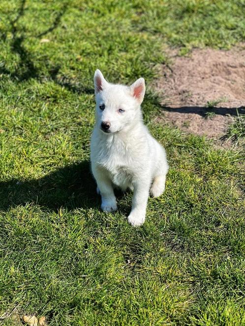 Belgische Husky pups te koop, Dieren en Toebehoren, Honden | Poolhonden, Keeshonden en Oertypen, Meerdere dieren, Poolhond, Fokker | Professioneel