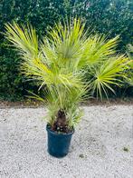 🌴Chamaerops humilis palm — Dwergpalm — LEVERING🚛, Tuin en Terras, Planten | Tuinplanten, Ophalen of Verzenden