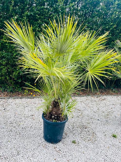🌴Chamaerops humilis palm — Dwergpalm — LEVERING🚛, Tuin en Terras, Planten | Tuinplanten, Ophalen of Verzenden