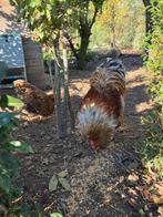 Wyandotte  haan groothoender 2024, Dieren en Toebehoren, Pluimvee