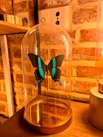 Vlinder taxidermie stolp met grote Papilio Blumei Indonesië, Comme neuf, Enlèvement